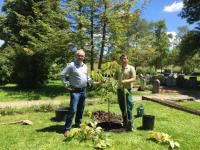 Baum-Schönheit für das Geburts-Dorf des Parkschöpfers: Der Orstvorsteher von Aasen, Horst Hall, pflanzt mit dem Stadtgärtner den Himalaya-Baum aus Umkirch.