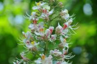 Aesculus indica: Die indische Rosskastanie verzaubert mit ihrer schönen Blüte im Queen-Auguste-Victoria-Park in Umkirch