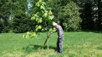 Diese "Aesculus indica" wird mit ihrer Blüte bald auch den Fürsten von Hohenzollern erfreuen: Der Gärtner Seiner Hoheit pflanzte sie in den Schlosspark der Hohenzollern.